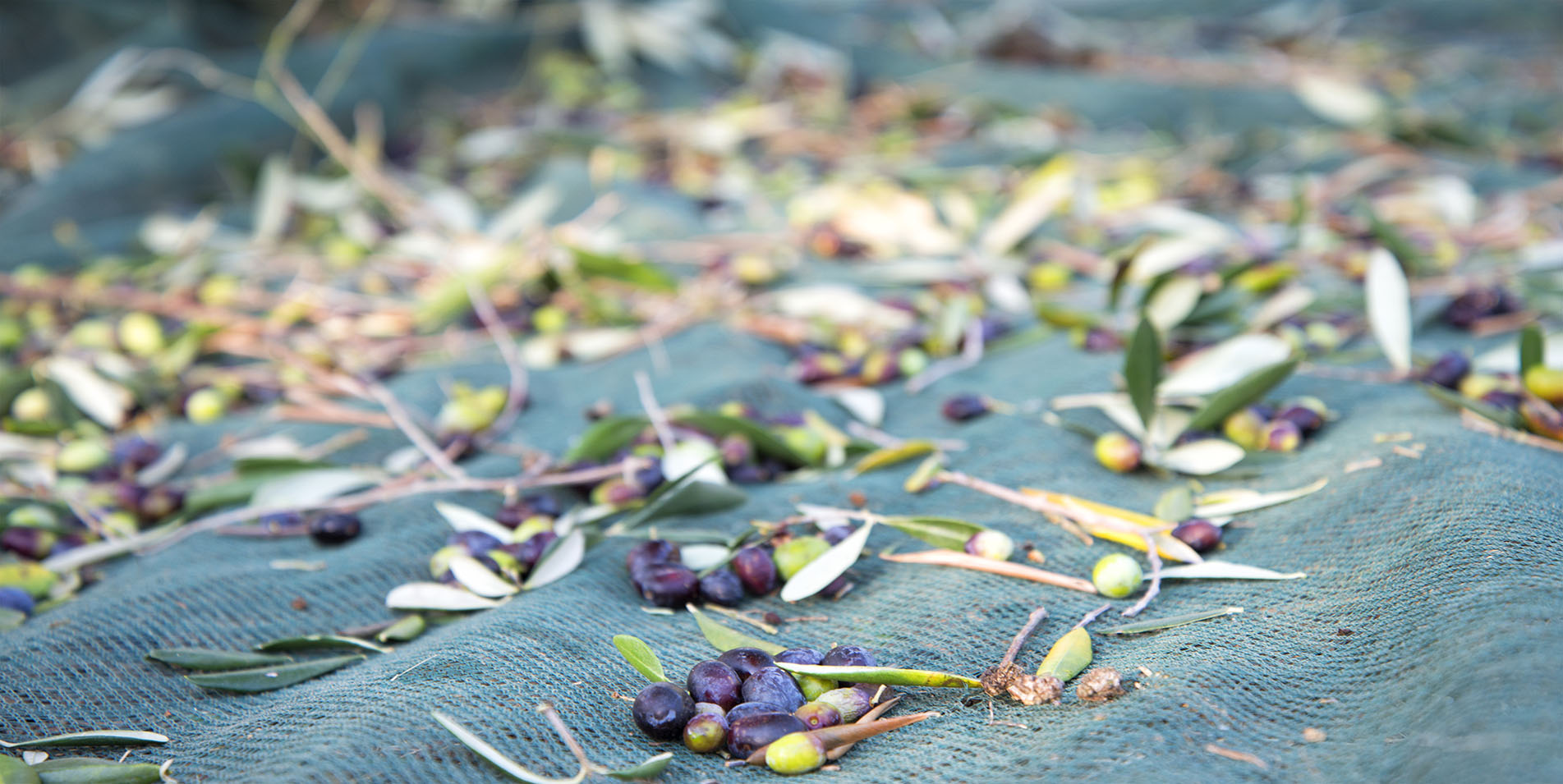 Raccolta olive Le Drupe